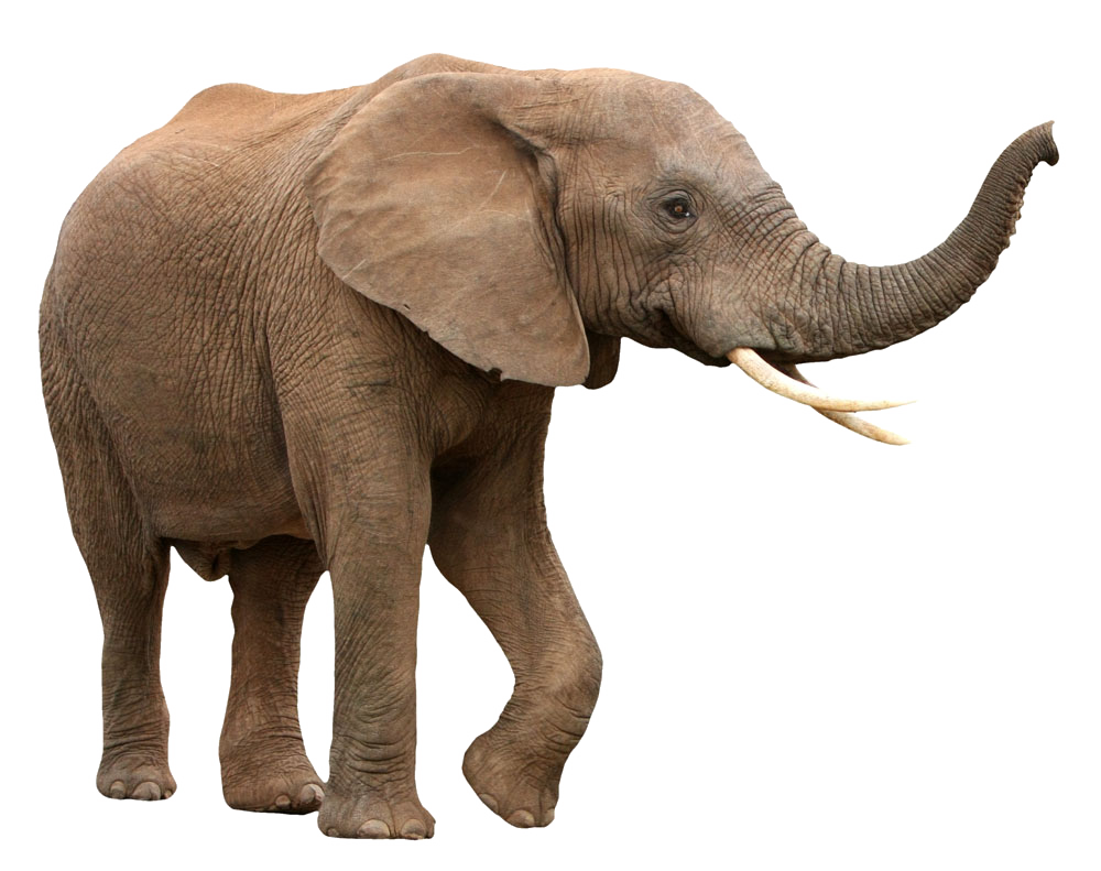 elephant.png